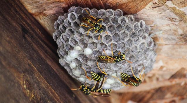 What You Need To Know About Wasp Nests In The Uk And How Pest Control Experts Deal With Them 3341